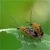 85876 – Photo : Jacques-Alexis Real – Martinique