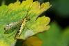 85782 – Photo : Nathalie Bettens – Belgique