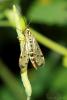 85784 – Photo : Nathalie Bettens – Belgique