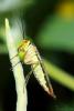 85785 – Photo : Nathalie Bettens – Belgique