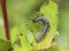 85476 – Photo : patrick derennes – France (77)