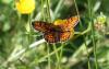 85760 – Photo : Dominique THAUVIN – France (45)