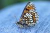 85761 – Photo : Dominique THAUVIN – France (45)