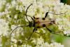85076 – Photo : Didier DRUART – France (52)