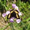 85925 – Photo : fanny catanzano – France (65)