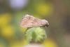 85809 – Photo : Franck BEAUPERE – France (30)