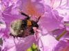 85798 – Photo : Druet Nicole – Belgique