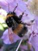 85846 – Photo : Druet Nicole – Belgique