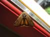 85788 – Photo : Jean Haxaire – France (82)