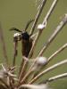 85164 – Photo : Muriel Gelin – France (89)