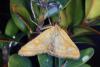 85644 – Photo : FRUND Christian – France (07)