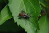 85343 – Photo : Michel Ehrhardt – France (68)