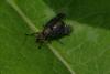 85380 – Photo : Michel Ehrhardt – France (68)