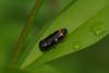 85795 – Photo : Michel Ehrhardt – France (68)