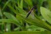 85745 – Photo : Michel Ehrhardt – France (68)