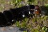 85479 – Photo : Michel Ehrhardt – France (68)