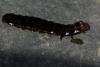 85478 – Photo : Michel Ehrhardt – France (68)