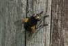 85875 – Photo : Michel Ehrhardt – France (68)