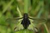 85406 – Photo : Michel Ehrhardt – France (68)