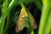 85819 – Photo : Michel Ehrhardt – France (68)