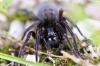 85184 – Photo : Papytchoulo – France (45)