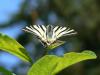 85661 – Photo : Larue Philippe – France (44)