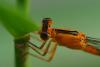 85241 – Photo : Denis Gaschignard – Guyane française