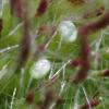 85462 – Photo : Pascal Vigneron – France (52)