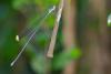 85420 – Photo : Denis Gaschignard – Guyane française