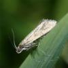 85144 – Photo : Pelouard – France (72)