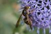 85633 – Photo : Romain Deschamps – France (08)