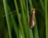 85557 – Photo : Marc Chouillou – France (48)