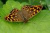 85297 – Photo : Bernadette Cassel – France (69)