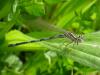 85303 – Photo : Gautier Bert – France (44)
