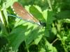 85351 – Photo : Gautier Bert – France (44)
