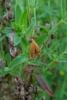 85946 – Photo : Vita – France (53)