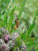 85491 – Photo : Prinobius – Suisse