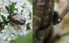 85952 – Photo : Dominique THAUVIN – France (45)