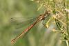 85285 – Photo : Gilles SALAMA – France (81)