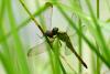 85159 – Photo : Denis Gaschignard – Guyane française