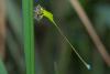 85239 – Photo : Denis Gaschignard – Guyane française