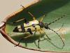 Rutpela maculata