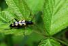 85075 – Photo : Didier DRUART – France (52)