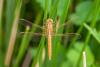 85068 – Photo : Vecho – France (85)