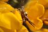 85737 – Photo : Zogrot – France (62)