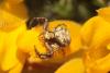 85738 – Photo : Zogrot – France (62)