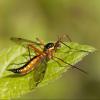 85288 – Photo : Olivier Mattelart – Belgique