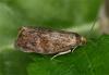 85859 – Photo : Pelouard – France (72)