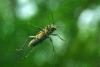 Xylotrechus rusticus