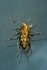 Xylotrechus rusticus